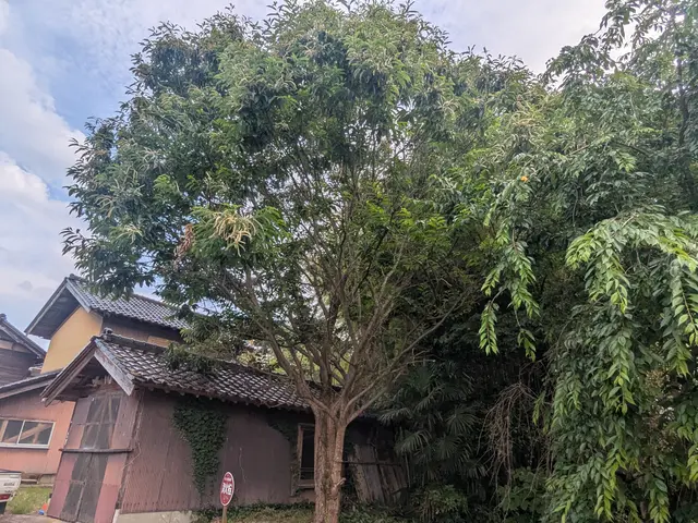 10年の実績★損害保険加入◎安全とクオリティにこだわった庭木の伐採サービスサービスの画像