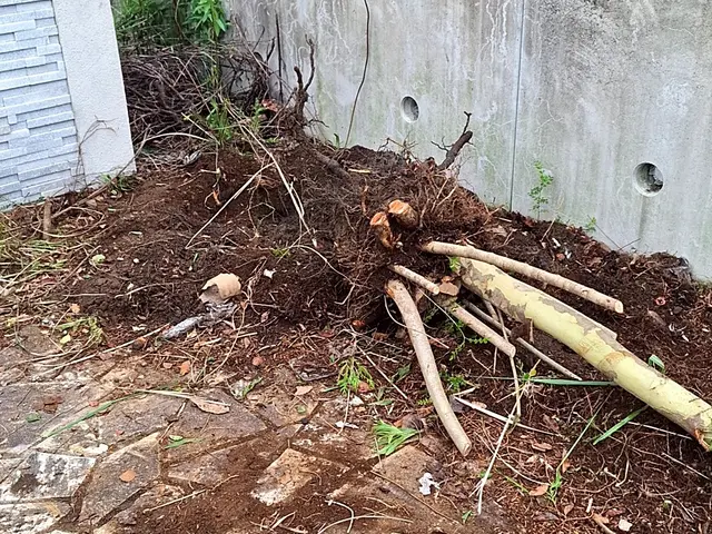 木の伐採。サービスの画像