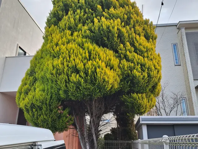 木の伐採。サービスの画像