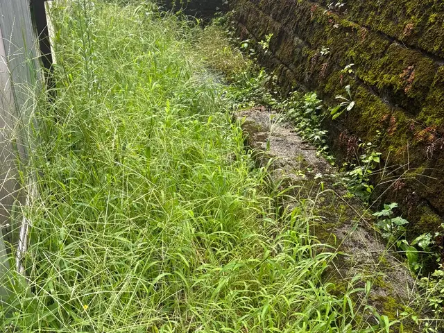 草刈り(草刈機)サービスの画像