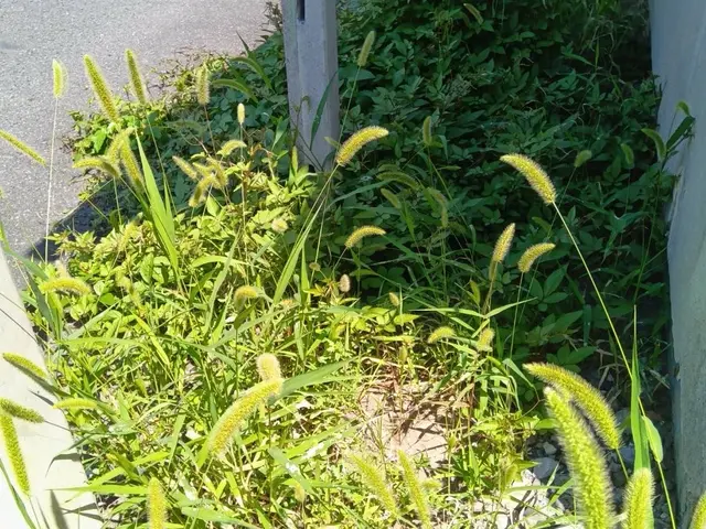 草刈り(草刈機)サービスの画像