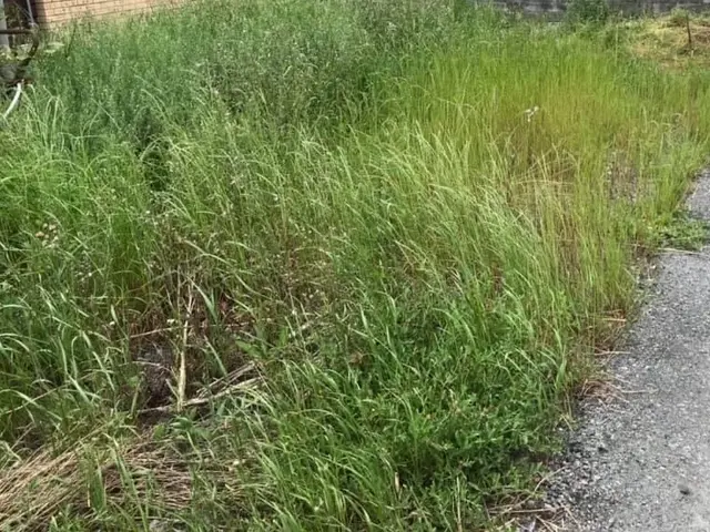 滋賀県長浜市〜 草刈りを請負ます。サービスの画像