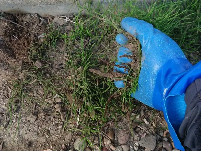 草むしりお任せ下さい！可能な限り根っこから引き抜きます！サービスの画像