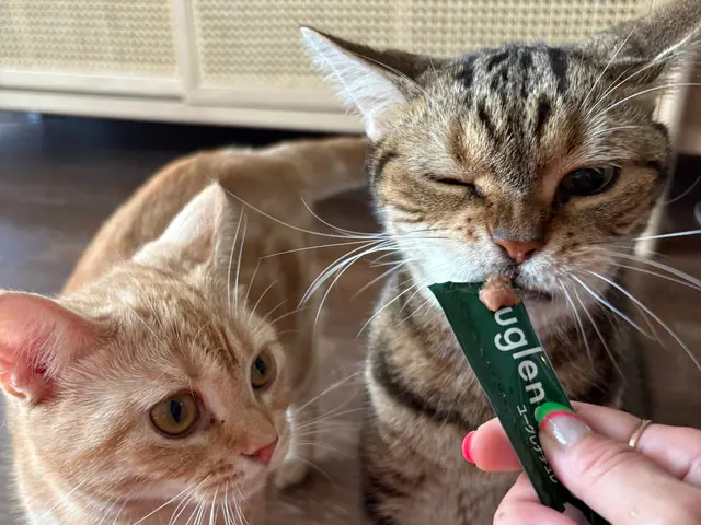 飼い主様、ねこちゃんのニーズに合わせて、お世話の時間を自由に調整できます！サービスの画像