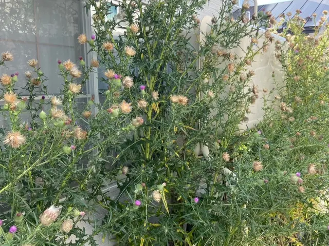 脅威の破格で最短当日作業OK！50㎡で8,000円・出張料無料・除草剤散布無料◎サービスの画像