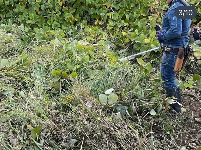 伸びた草を刈ってお庭ををスッキリさせます！サービスの画像