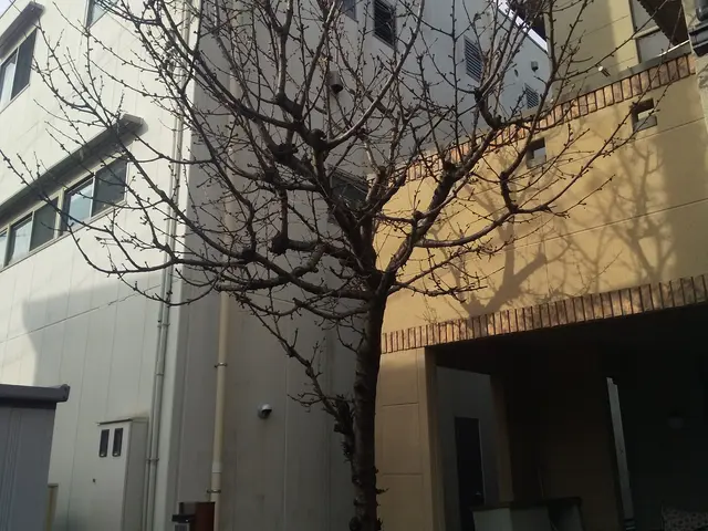 チェンソー、脚立、ロープを使い伐採します。その後、軽トラやダンプで産廃場まで運搬サービスの画像