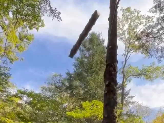 ◆損害保険加入済み◎◆立会不要、見積無料！伐採のご相談はお気軽にどうぞ！サービスの画像