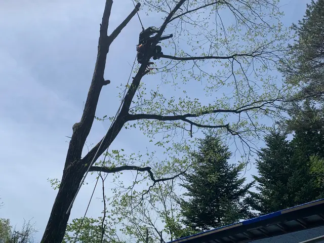 ◆損害保険加入済み◎◆立会不要、見積無料！伐採のご相談はお気軽にどうぞ！サービスの画像