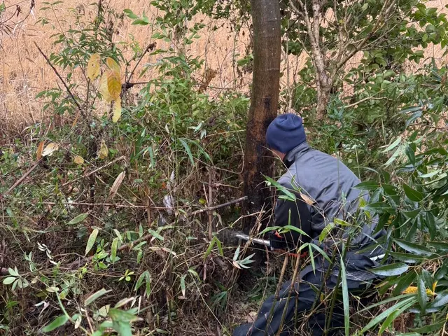 地域密着！経験10年以上、2級造園施工管理技士による伐採•抜根作業サービスの画像