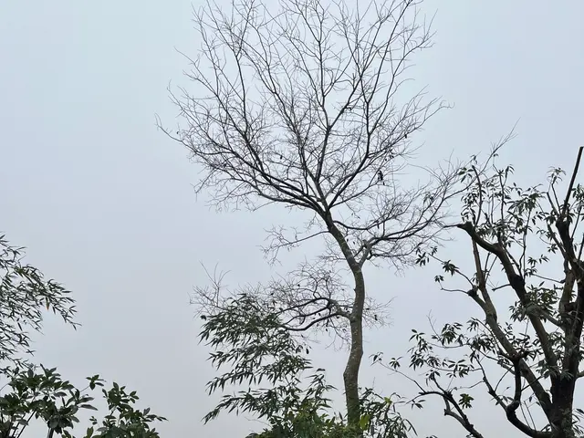 地域密着！経験10年以上、2級造園施工管理技士による伐採•抜根作業サービスの画像