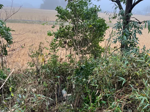 地域密着！経験10年以上、2級造園施工管理技士による伐採•抜根作業サービスの画像