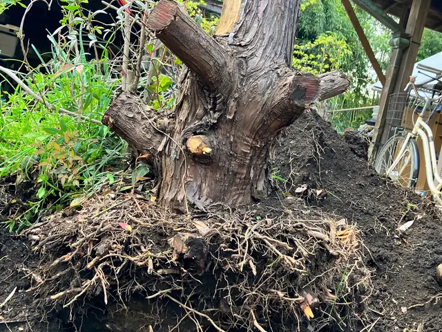 【庭木の伐採、抜根】伐採、抜根をしてお庭のお悩み解決しませんか？まずはご相談を！サービスの画像