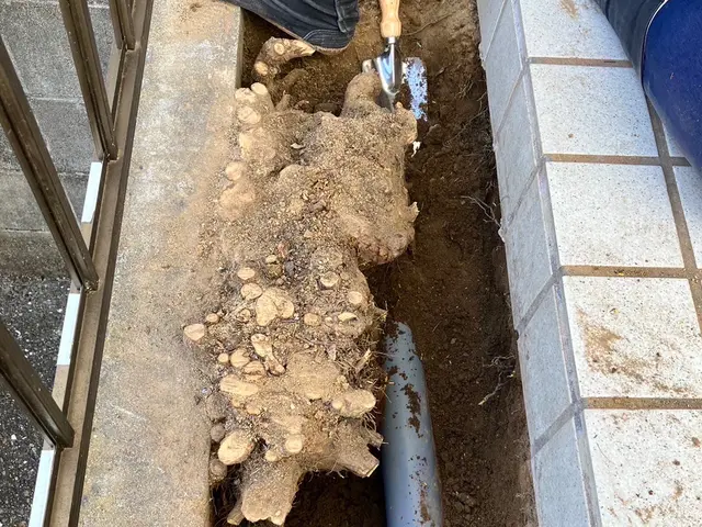 【庭木の伐採、抜根】伐採、抜根をしてお庭のお悩み解決しませんか？まずはご相談を！サービスの画像