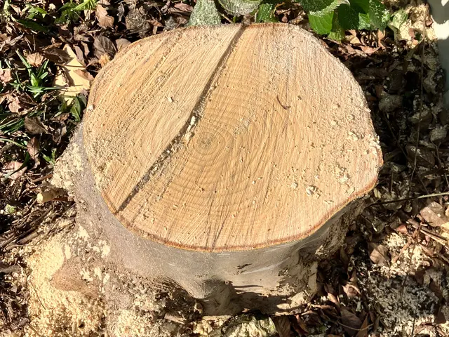 【庭木の伐採、抜根】伐採、抜根をしてお庭のお悩み解決しませんか？まずはご相談を！サービスの画像