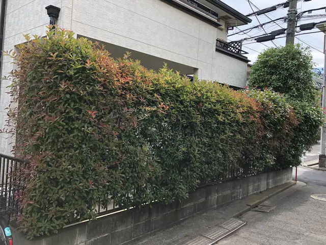 低木から高垣まで、生垣等刈り込みいたします。サービスの画像