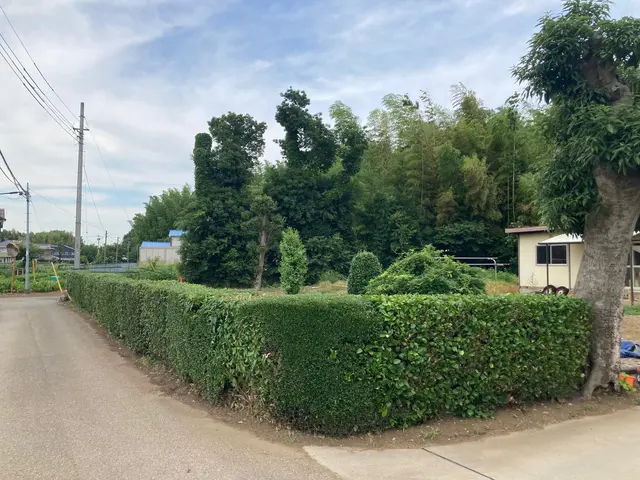 生垣の剪定、刈り込みサービスの画像