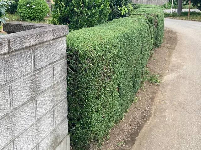 生垣の剪定、刈り込みサービスの画像