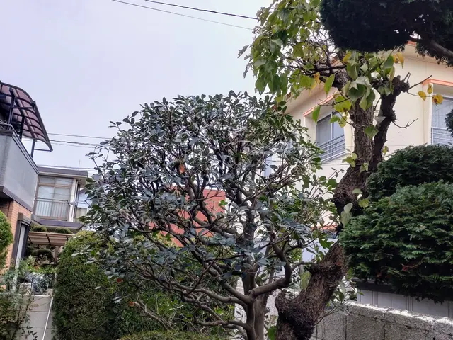 美しい仕上がりをご提供致します！◎１級造園技能士◎女性スタッフ同行可能◎サービスの画像