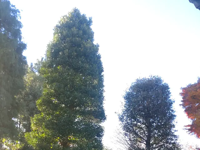 美しい仕上がりをご提供致します！◎１級造園技能士◎女性スタッフ同行可能◎サービスの画像