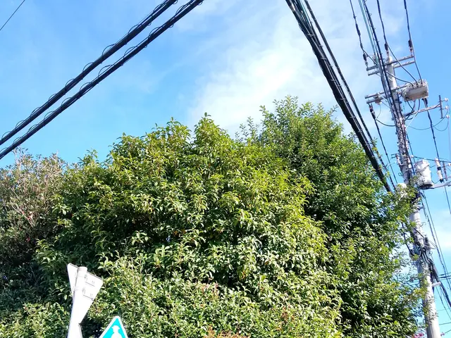 美しい仕上がりをご提供致します！◎１級造園技能士◎女性スタッフ同行可能◎サービスの画像