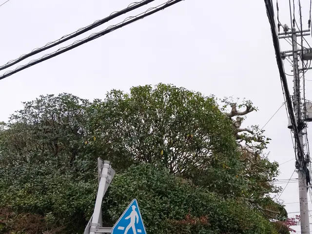 美しい仕上がりをご提供致します！◎１級造園技能士◎女性スタッフ同行可能◎サービスの画像