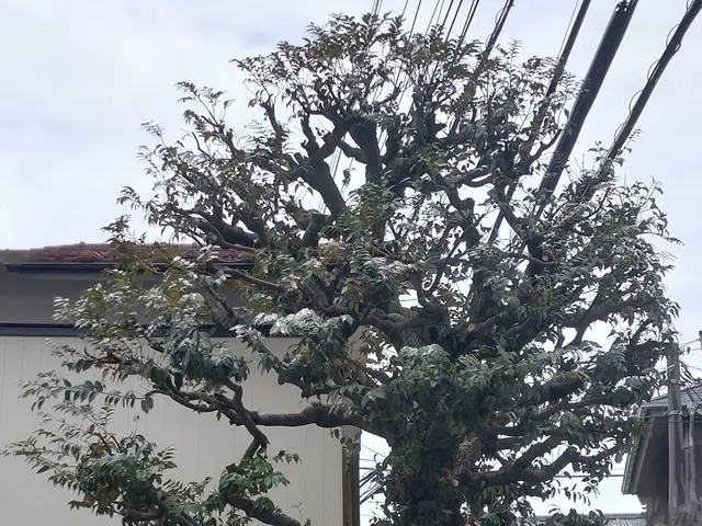 美しい仕上がりをご提供致します！◎１級造園技能士◎女性スタッフ同行可能◎サービスの画像