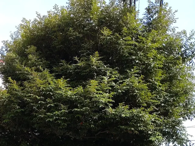 美しい仕上がりをご提供致します！◎１級造園技能士◎女性スタッフ同行可能◎サービスの画像