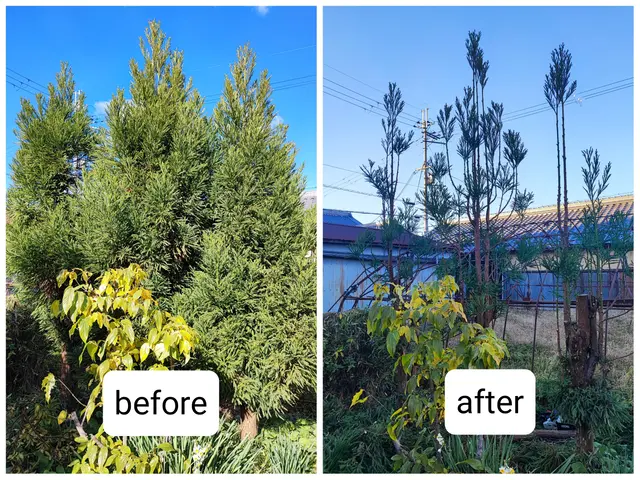 一本の植木からでもお気軽にどうぞ！！サービスの画像