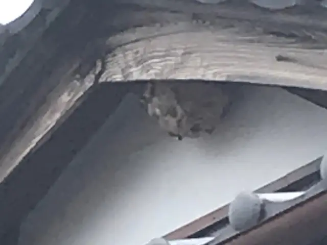 【害虫防除専門店にお任せ下さい】損害保険加入済◉命をかけて作業させていただきますサービスの画像