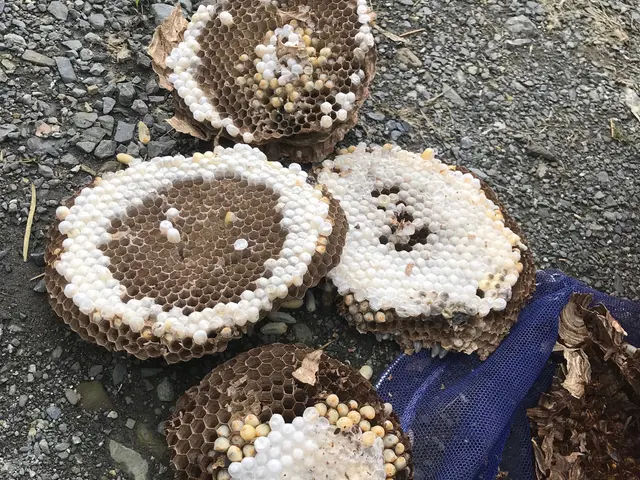 【害虫防除専門店にお任せ下さい】損害保険加入済◉命をかけて作業させていただきますサービスの画像