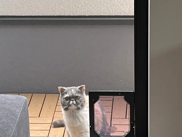 ペットドア取り付け！サービスの画像