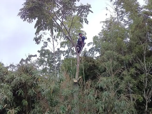 高木〜小さな木まで一本からお受けさせて頂きます！【損害保険加入済み】サービスの画像