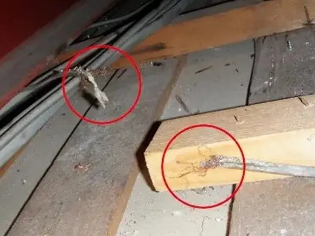 ネズミ駆除歴10年以上の有資格者多数在籍【事前見積り無料】【事前調査可能】サービスの画像