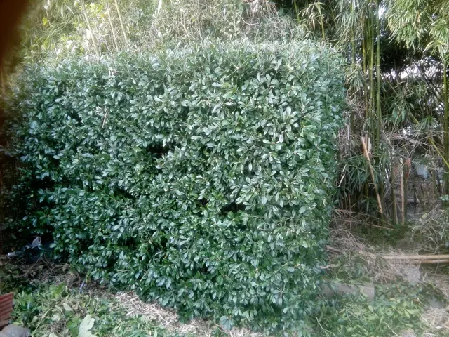 【地域密着】業界30年の経験実績！ぜひ、一度プロの技をお試しください!サービスの画像