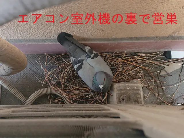 口コミ、顧客満足賞！べランダ横幅4mまで高品質ネット設置+清掃消毒34800円サービスの画像