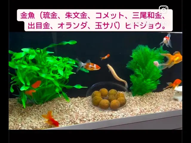 【8年の実績！】熱帯魚のプロによる、究極の水槽美化サービスサービスの画像