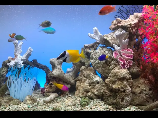 【8年の実績！】熱帯魚のプロによる、究極の水槽美化サービスサービスの画像