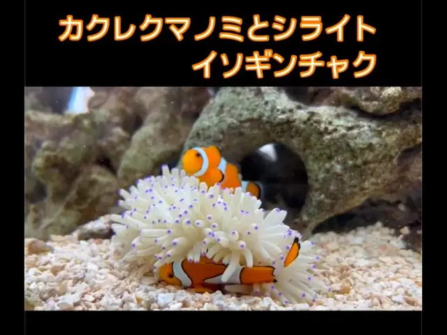 【8年の実績！】熱帯魚のプロによる、究極の水槽美化サービスサービスの画像