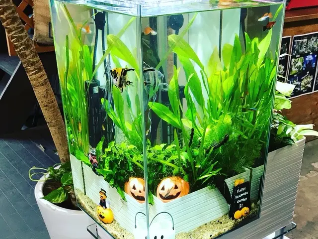 【8年の実績！】熱帯魚のプロによる、究極の水槽美化サービスサービスの画像