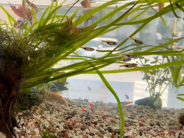 【8年の実績！】熱帯魚のプロによる、究極の水槽美化サービスサービスの画像