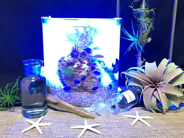 【8年の実績！】熱帯魚のプロによる、究極の水槽美化サービスサービスの画像