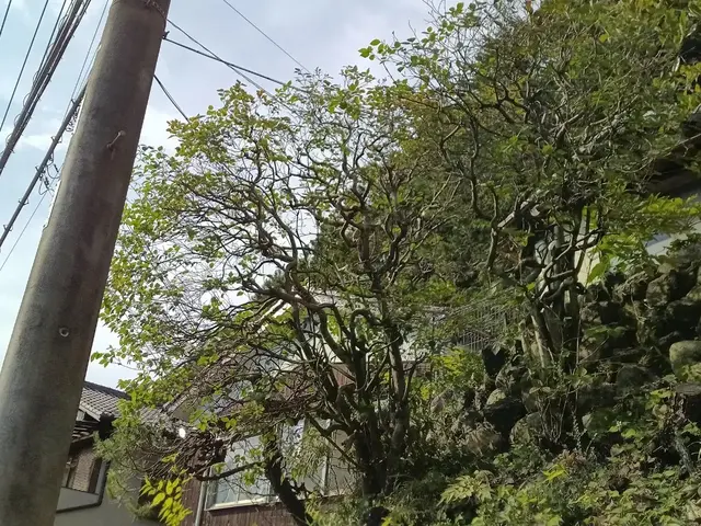 【1級造園技能士】「虫がつきにくい、実がなりやすい、花が咲きやすい」を叶える剪定サービスの画像