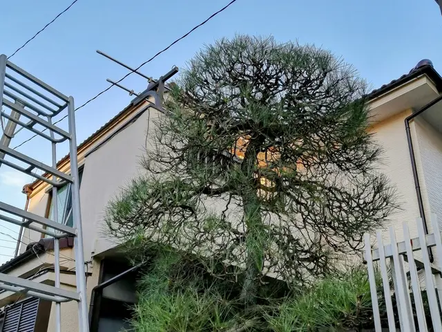 【1級造園技能士】「虫がつきにくい、実がなりやすい、花が咲きやすい」を叶える剪定サービスの画像