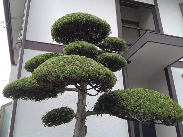 【1級造園技能士】「虫がつきにくい、実がなりやすい、花が咲きやすい」を叶える剪定サービスの画像