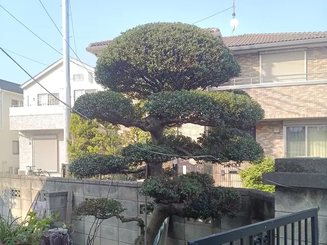【1級造園技能士】「虫がつきにくい、実がなりやすい、花が咲きやすい」を叶える剪定サービスの画像