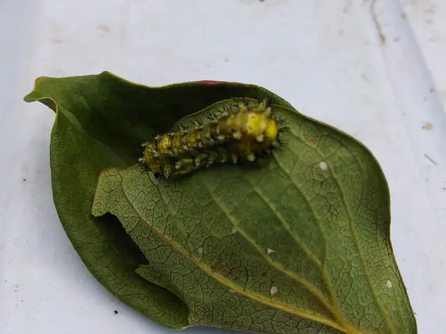 樹木の消毒サービスの画像