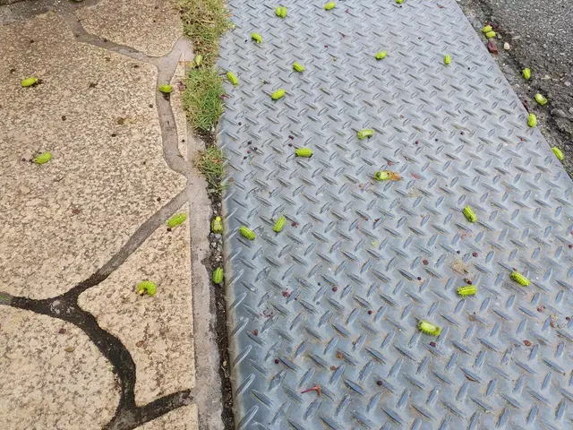 樹木の消毒サービスの画像