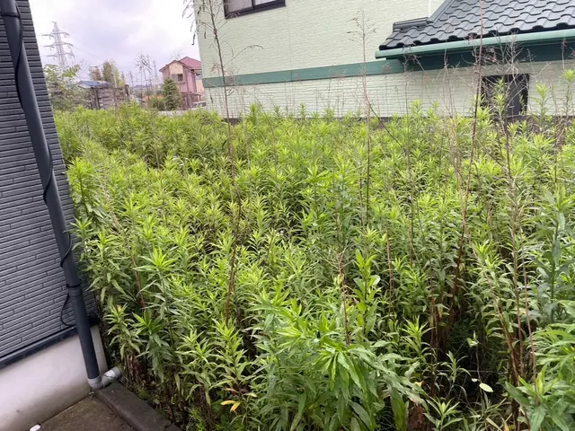 処分料金特別価格！夏の暑くなる前にお庭をスッキリしませんか？サービスの画像