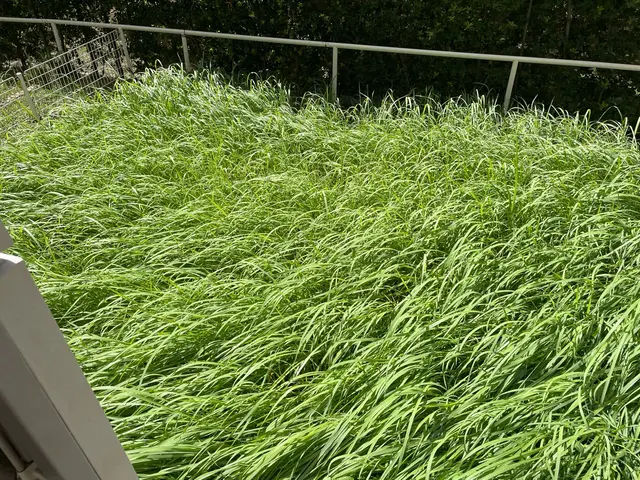 処分料金特別価格！夏の暑くなる前にお庭をスッキリしませんか？サービスの画像